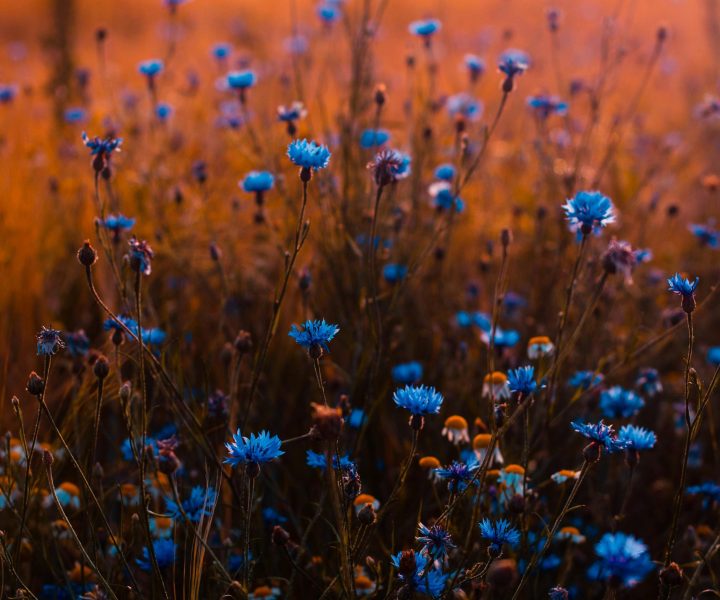 Celebration-of-Life-1