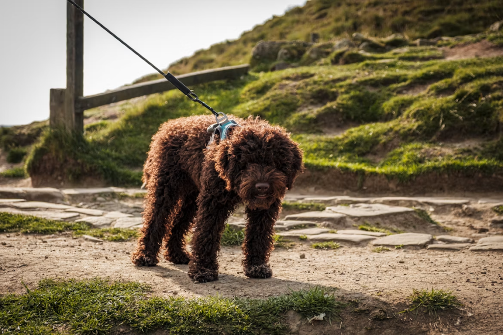 Brown fluffy dog on a rural walk during a dog friendly holiday in Kent
