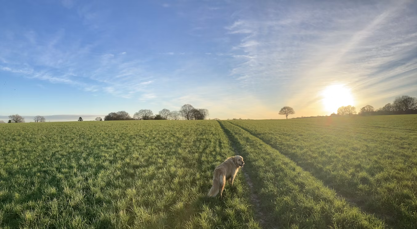 Dog on a walk in the Kent countryside